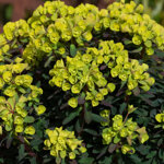euphorbia-x-martini-ascot-petite