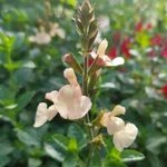 salvia-microphylla-peach