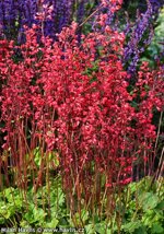 heuchera-sanguinea-coral-forest