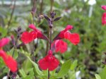 salvia-x-jamensis-maraschino