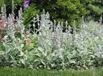 stachys-lanata-byzantina