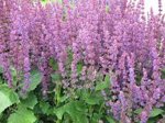 salvia-verticillata-endless-love
