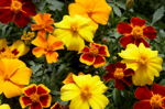 tagetes-disco-mix