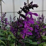 salvia-x-ibrida-amistad