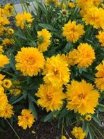 coreopsis-grandiflora