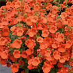 diascia-elegans-divara-orange