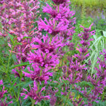agastache-mexicana