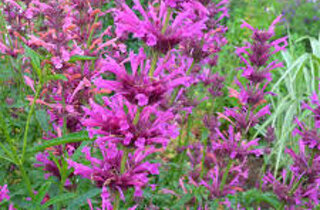 aquilegia%20nora%20barlow.jpeg