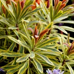euphorbia-amygdalloides-ascot-rainbow