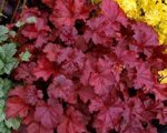 heuchera-fire-chief