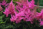 astilbe-arendsii-anita-pfeirer