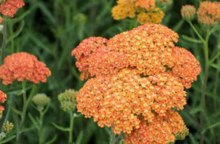 33900_db508db3190db6322cd7e61828693d4611fee8e0 33900_db508db3190db6322cd7e61828693d4611fee8e0