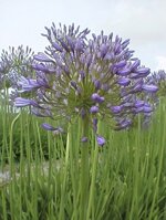 agapanthus-africanus-wolga