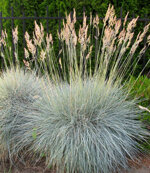 festuca-glauca-grass-blue