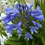agapanthus-africanus