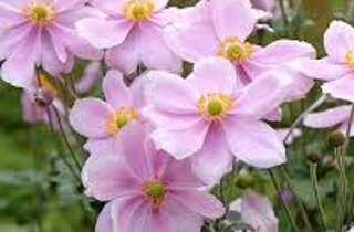 anemone%20nemorosa%20harmony.jpeg