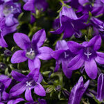campanula-portenschlagiana-clockwise-deep-blue