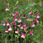 salvia-microphylla-hot-lips