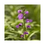 erisimum-linifolium-boweles-me-away