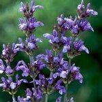 salvia-chamaedryoides-var-isochroma