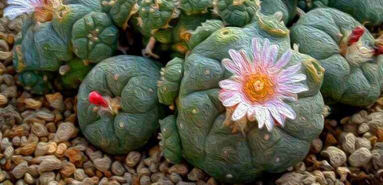 peyote-768x371.jpeg
