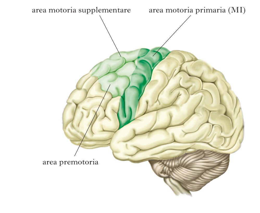 corteccia_motoria_fig_vol1_002590_001.jpeg corteccia_motoria_fig_vol1_002590_001.jpeg