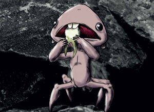 carcharodon%20calcarea.jpeg