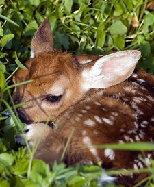 Capriolo