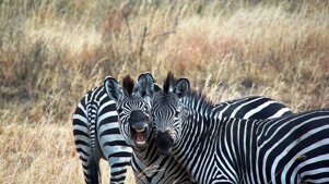 ab06c893-9391-4baa-bac7-0373cdfff737