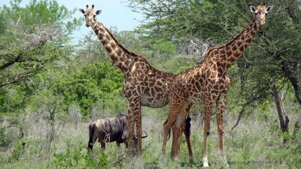 ef471a79-22c5-4b8e-b18b-322e25516fee