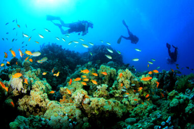 divinginzanzibar