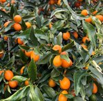 kumquat-mandarino-cinese-biologico-al-kg