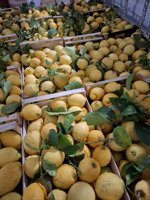 limone-primofiore-biologico-al-kg