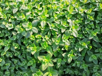 6c970f8f-b5b2-4d20-96e9-4c72625c28a4