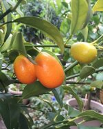 kumquat-mandarino-cinese-biologico-al-kg
