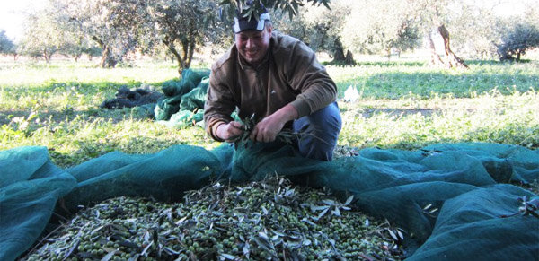 Sicilia non solo vino, ma anche ottimo Olio extra vergine di oliva