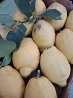 limone-bastardone-biologico-al-kg