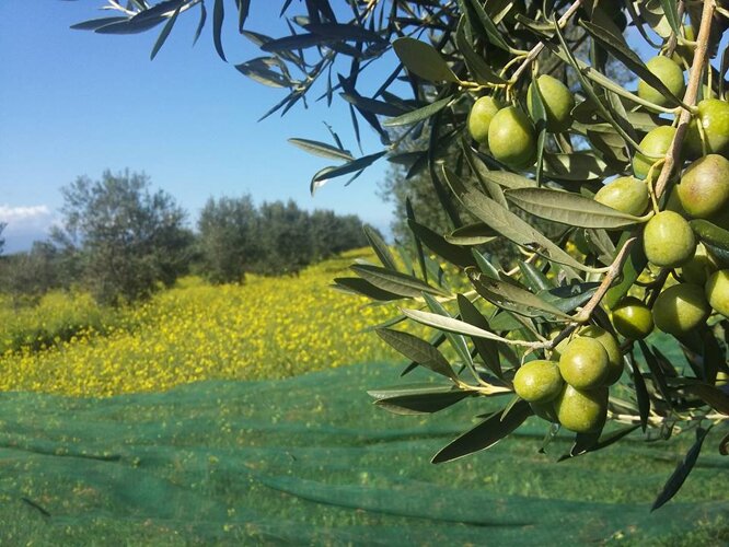 12191419_10208170341245932_8167838730787767153_n_1