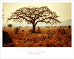 african-baobab7