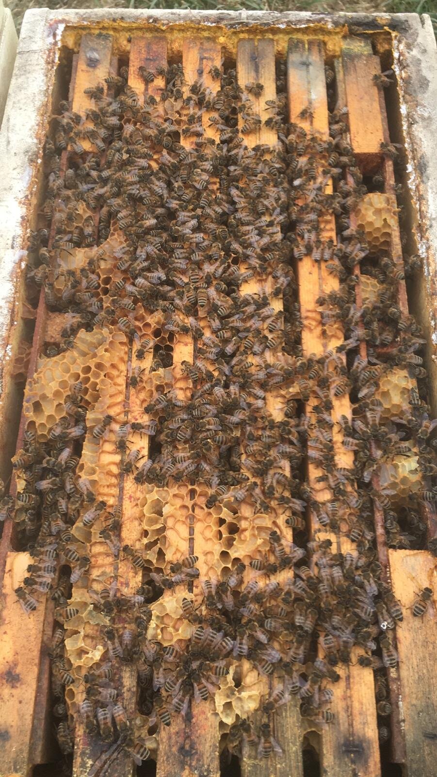 Quante api possiamo trovare in un alveare?