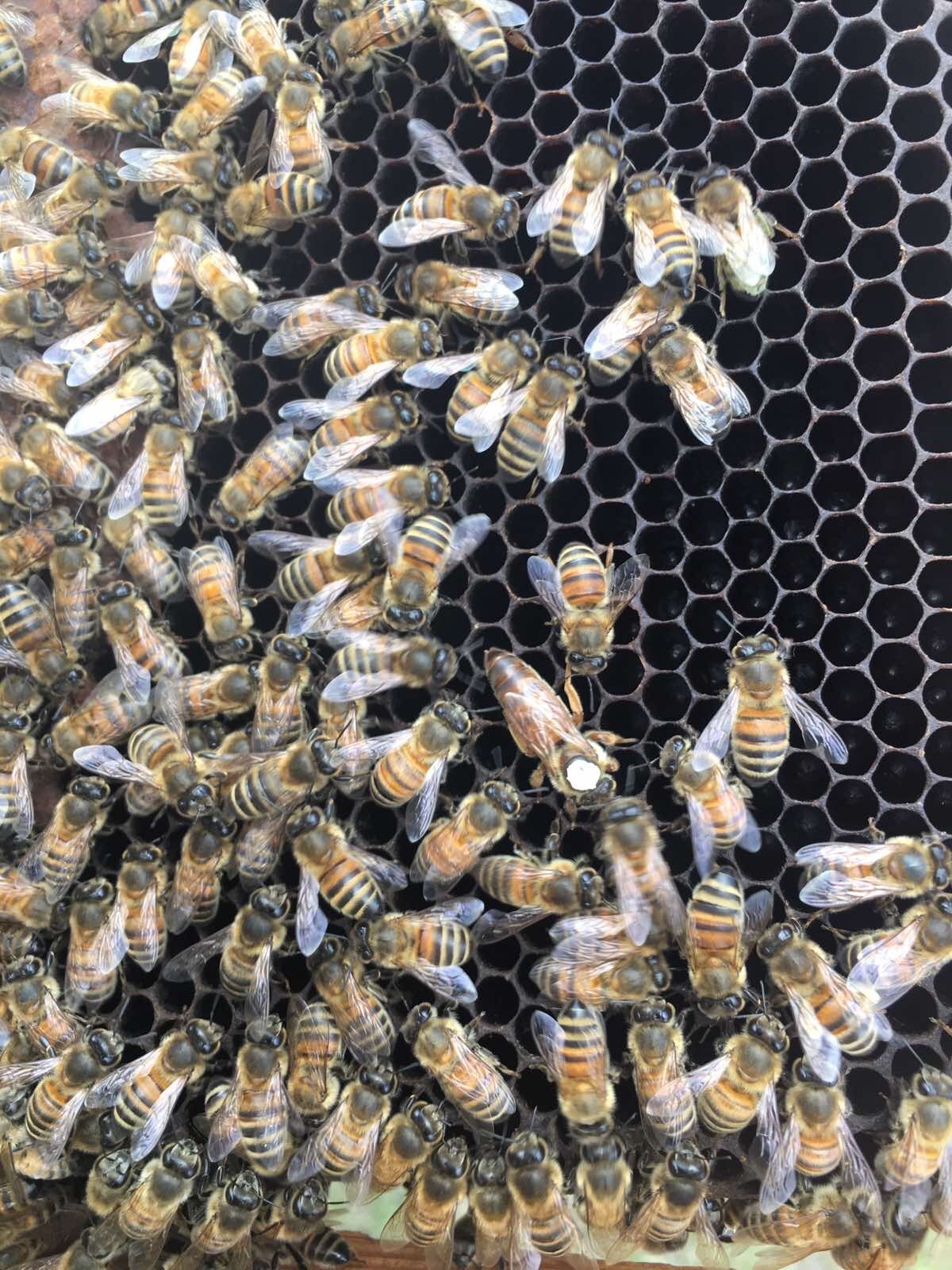 Conosciamo l&rsquo;ape regina