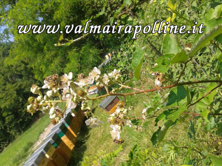 valmairapolline_fioriarnie