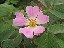 rosaceae