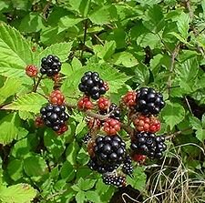 rubus
