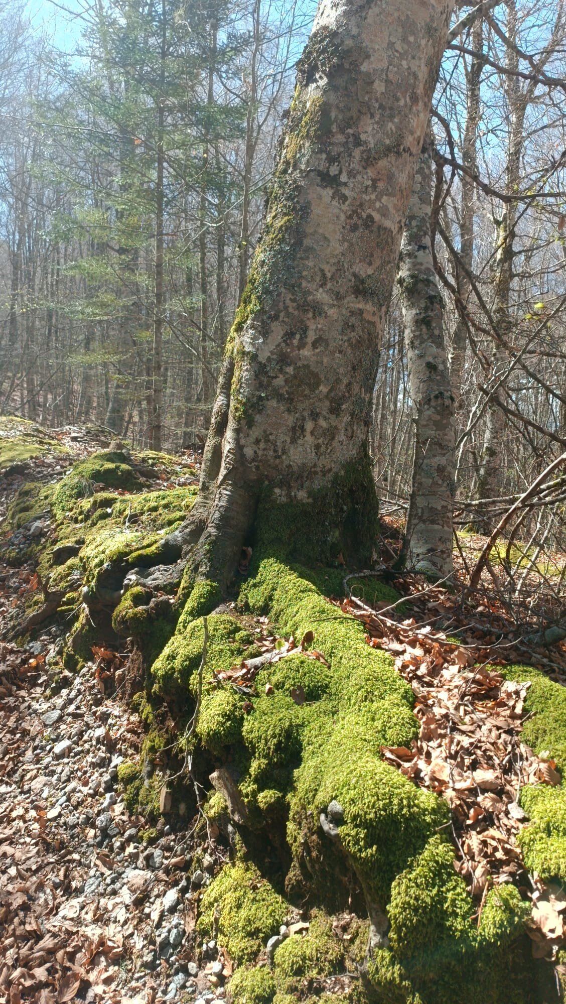 aspromonte-1.jpg