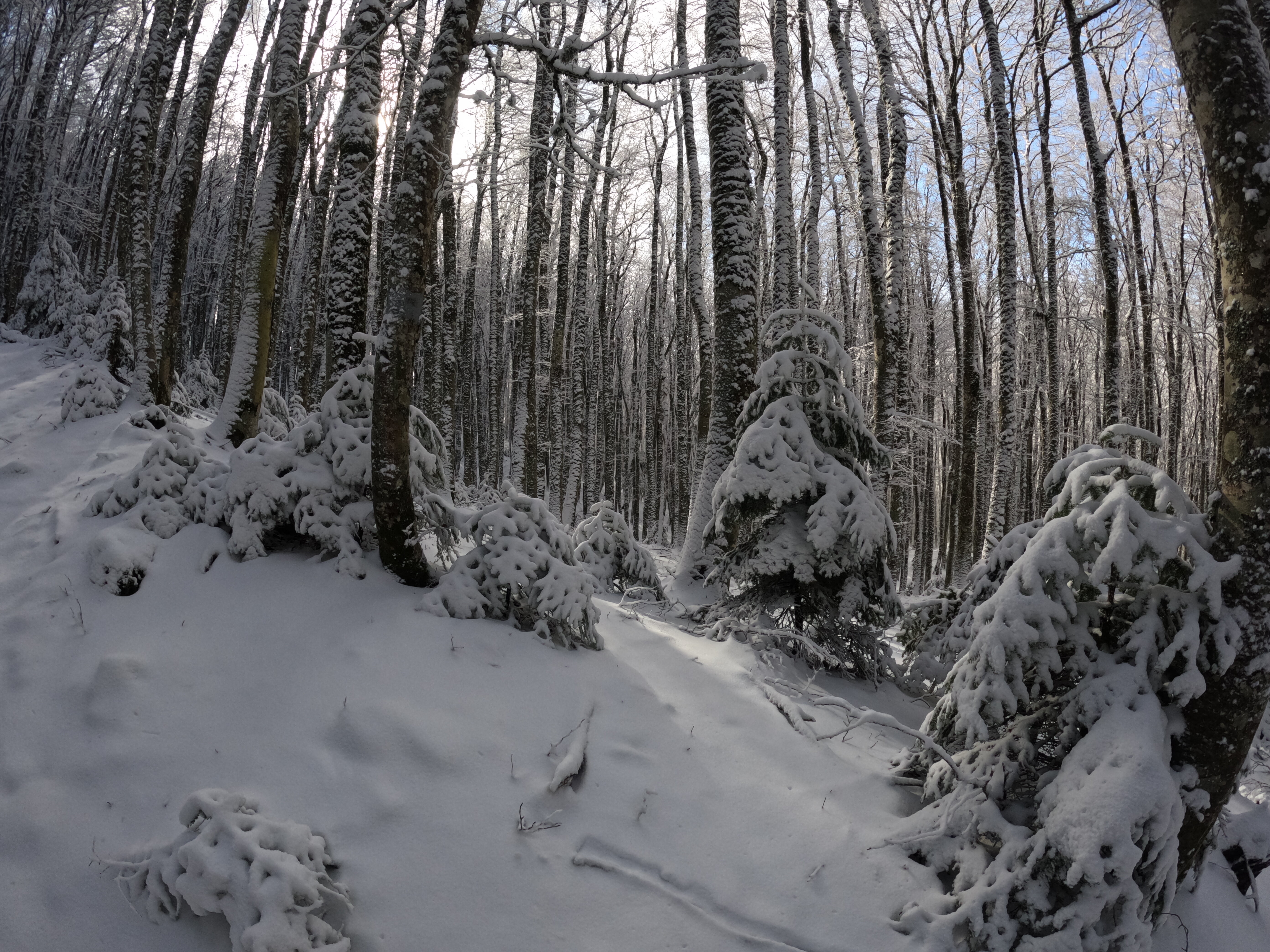 aspromonte.jpeg aspromonte.jpeg