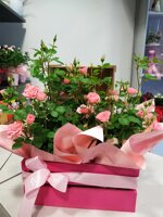 cassetta-con-piante-di-roselline