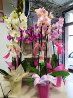 pianta-di-orchidea-in-vaso-colorato