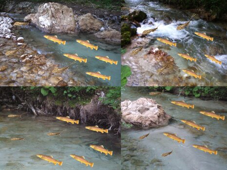 collage_zona_di_caccia collage_zona_di_caccia