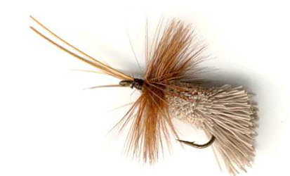 caddis-goddardsgrey caddis-goddardsgrey